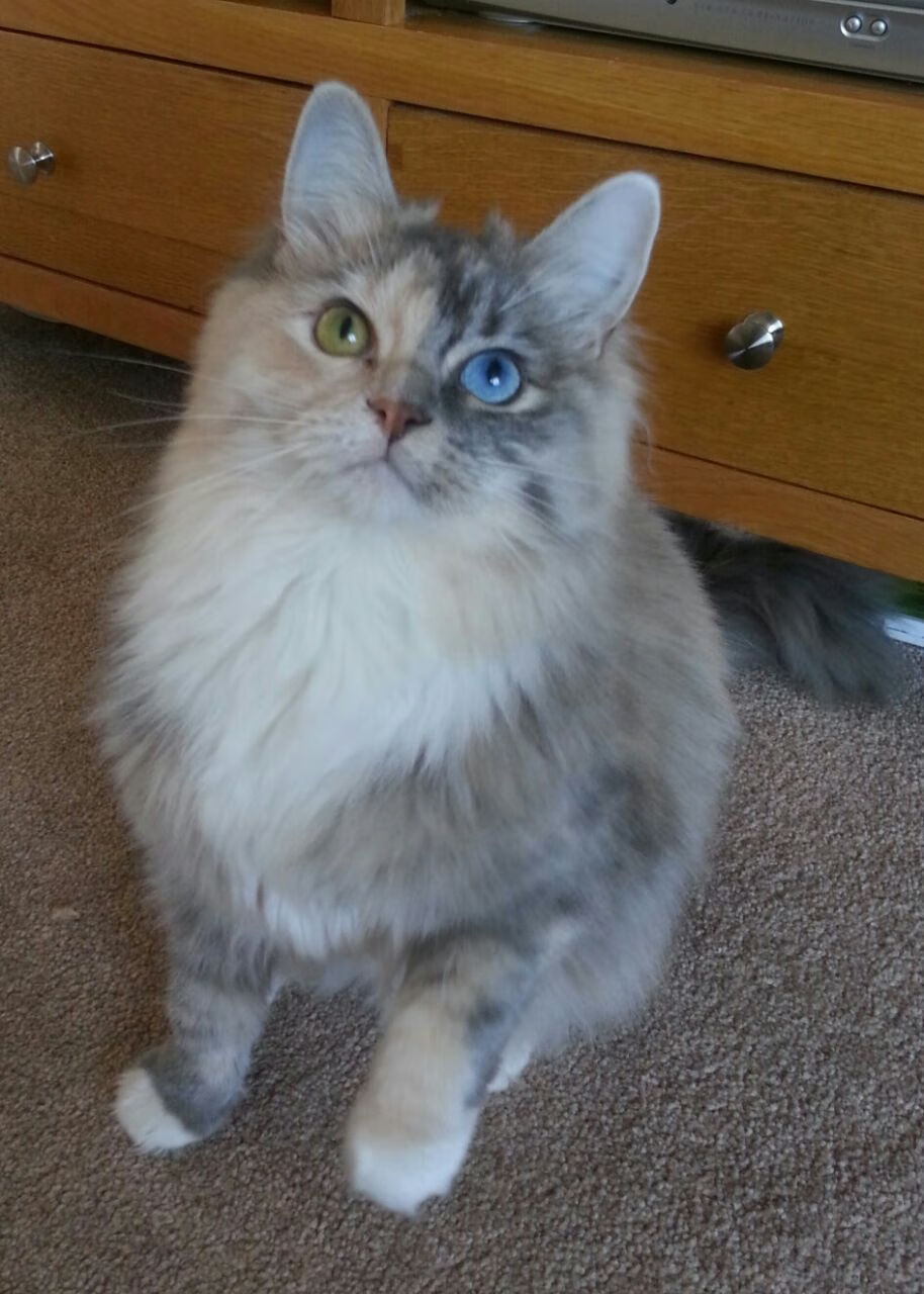 铁幕下的冰与火之歌,国际米兰压哨绝杀,哈兰德数据全面爆炸的欧冠之夜