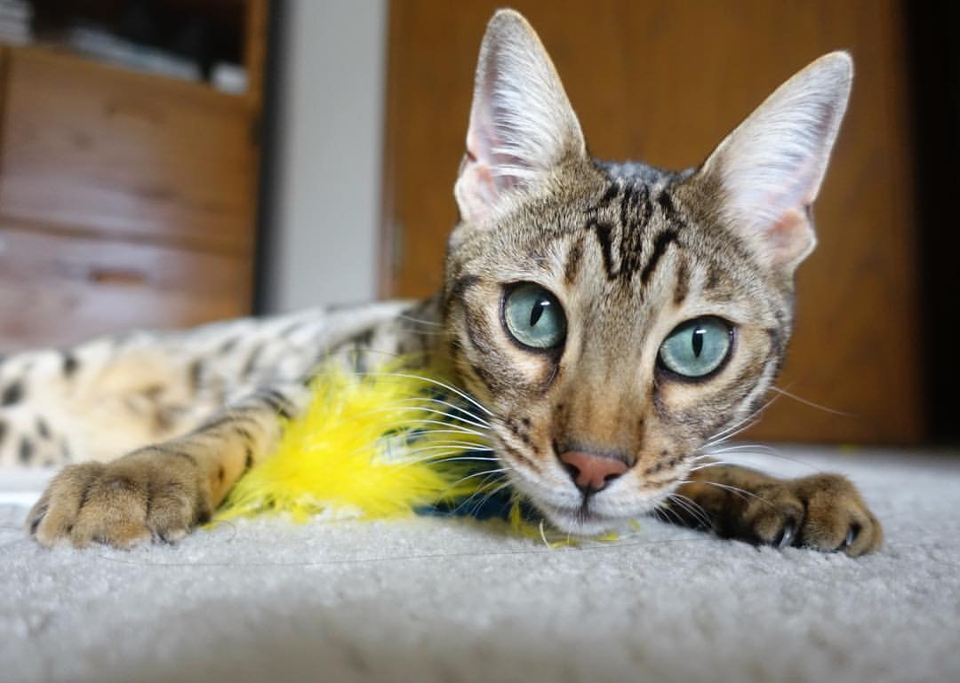 基米希跨越疆界，友谊赛中的跨国制胜球