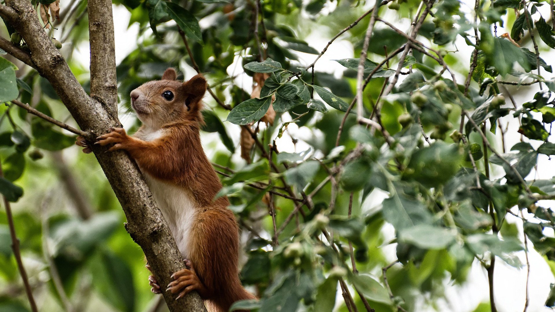 历史轮回与英雄错位,恩比德与湖人的未竟之战