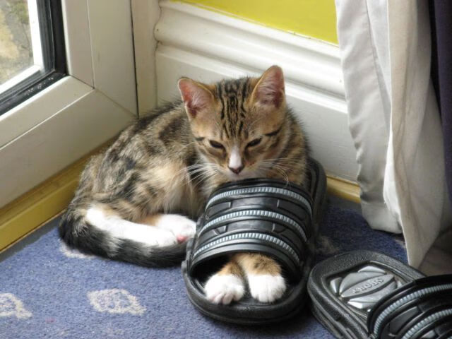 伊萨克的黄金右脚，克罗地亚生死战中唯一的救世主