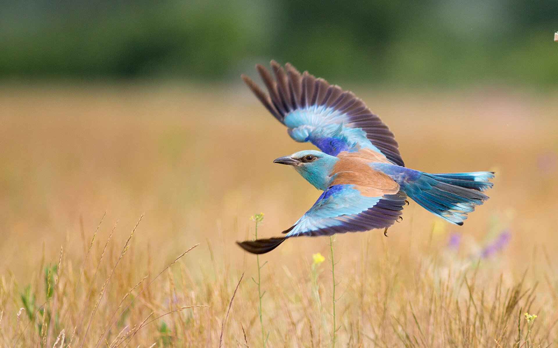 云端巨人，文班亚马总决赛之夜逆天改命，重塑篮球未来