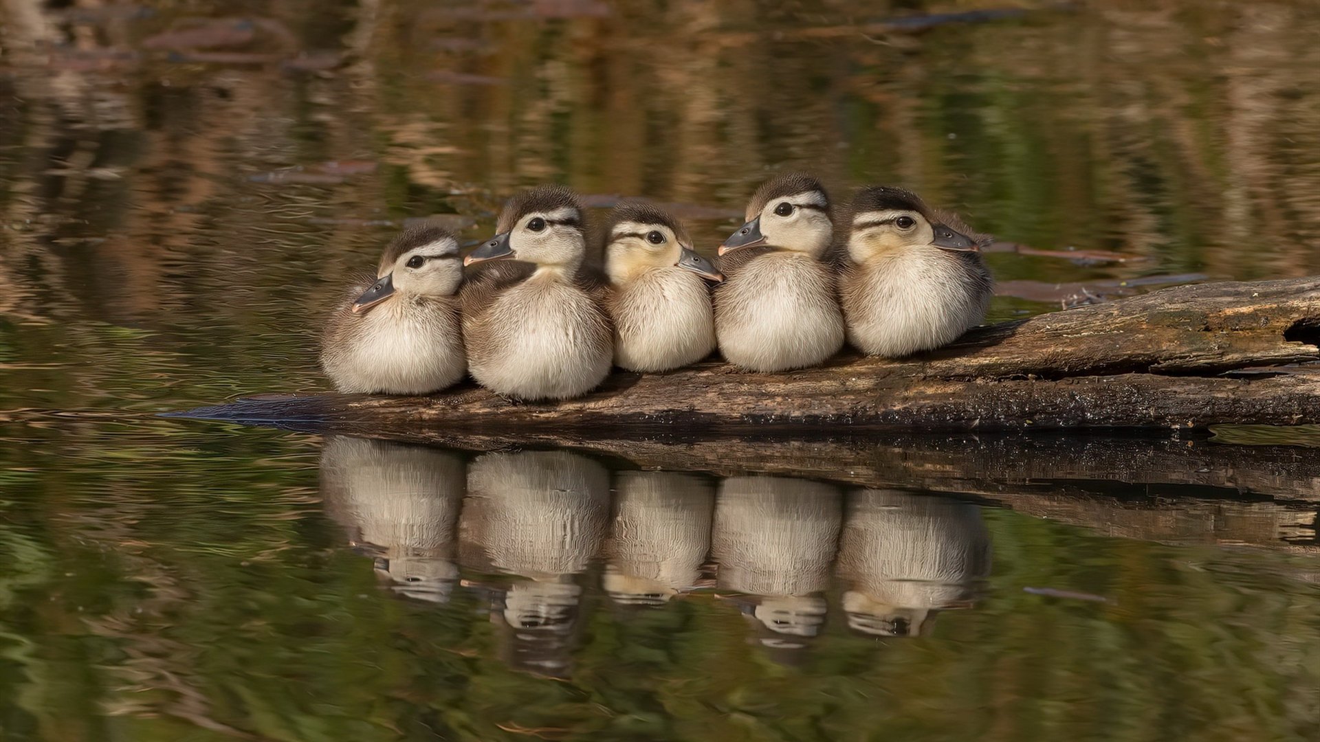 从水鸟振翅到关键先生,哈登的羽翼如何遮蔽灰熊的天空