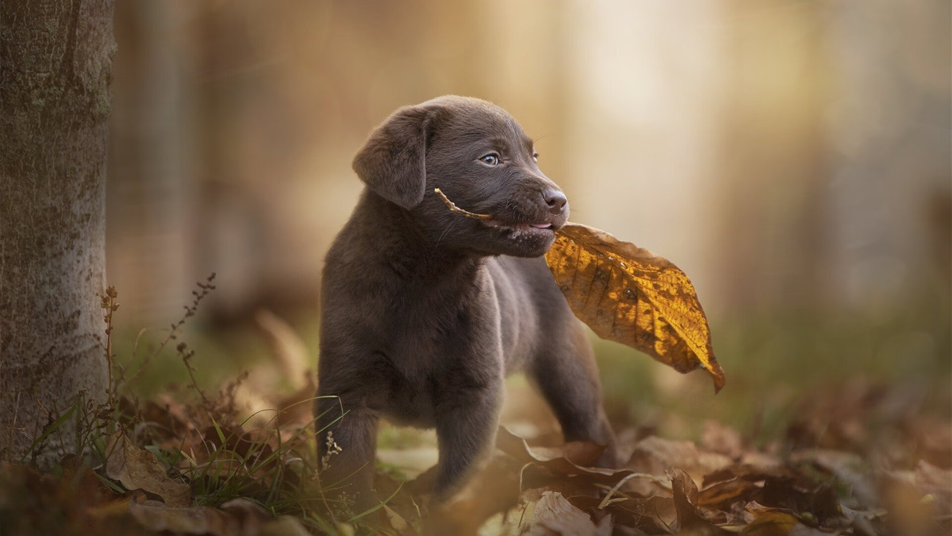 剑锋所指，逆袭导演，伊萨克只手擎天击溃尼斯