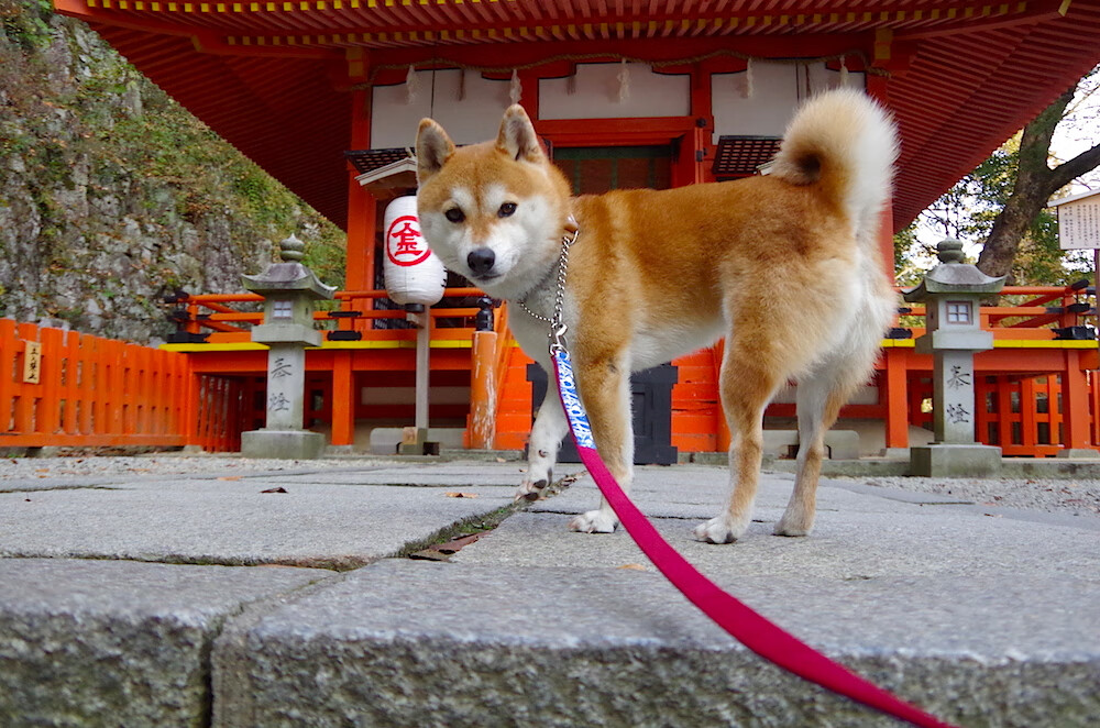 生死边缘的91秒神迹！保罗最后一击暴露灰熊致命弱点，猛龙逃出生天！